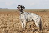 SETTER ANGLAIS 160